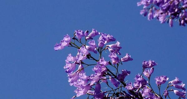 以蓝花楹的花语——寄托思念与美好（蓝花楹盛放）