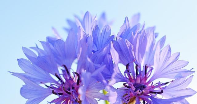 蓝色矢车菊花语及其寓意（了解蓝色矢车菊）