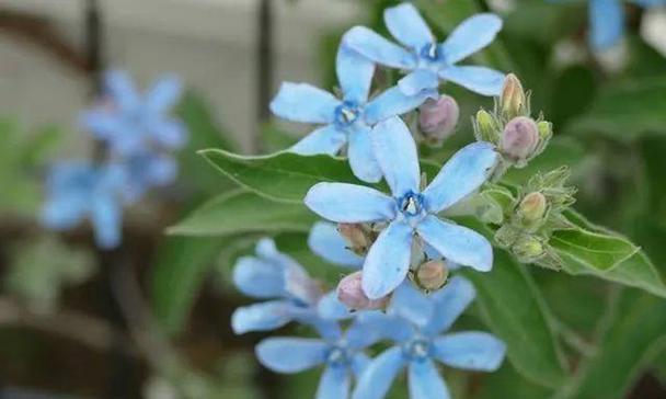 蓝星花的花语及其意义（探寻蓝星花的神秘花语世界）