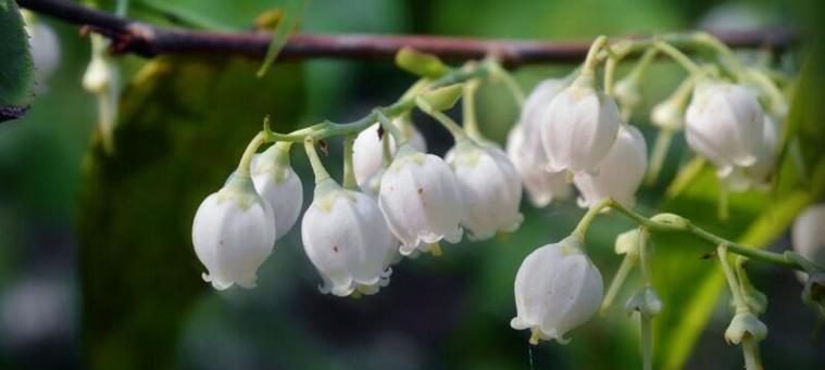 铃兰花语的深刻含义（探索铃兰花语与生活的联系）