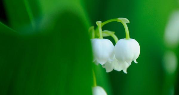 铃兰花语的深意（探索铃兰花的花语）