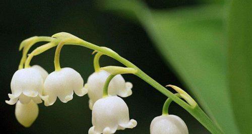 铃兰花的花语和传说（探寻铃兰花的花语和传说）