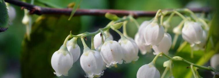 铃兰花的花语与象征意义（探寻铃兰花的花语之美）