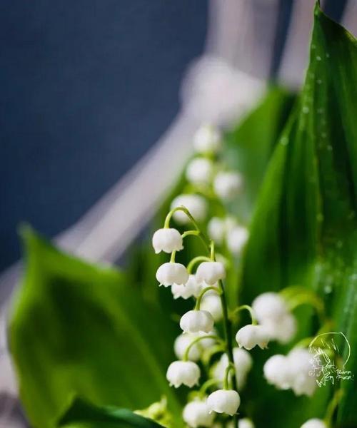 铃兰花语的含义与传承（探寻铃兰花语的深层意义）