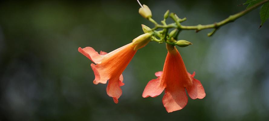 凌霄花花语与寓意——美丽的神秘之花（探寻凌霄花的秘密）