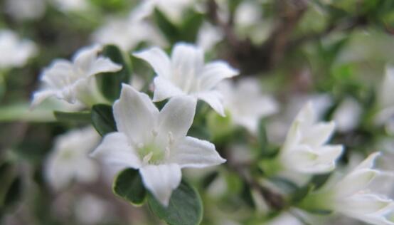 六月雪的花语——清新、纯洁与希望（繁花盛开）