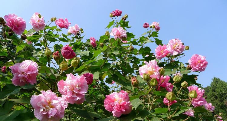 六月的芳香绽放——玫瑰花的独特魅力（六月花海如此美丽）