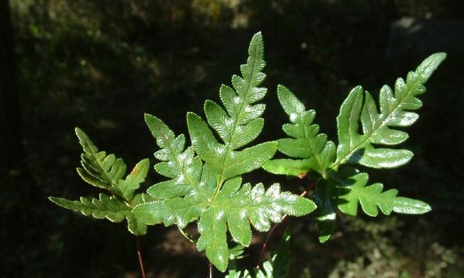 南瓜（了解南瓜的植物分类和特点）