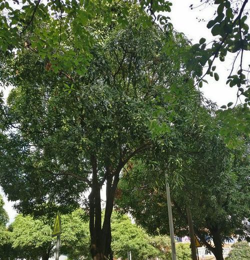 南宁市树——桂花树（芳香四溢的城市名片）