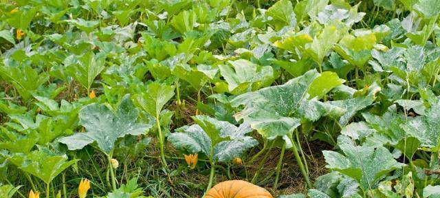 南爪种植指南（掌握时间节点）