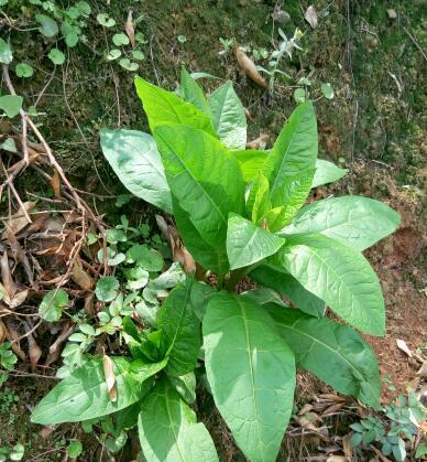 能吃的植物大——滋补养生从此不再难（探秘草药、水果、蔬菜等各类植物）