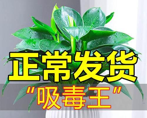 植物除甲醛，健康生活（15种植物）