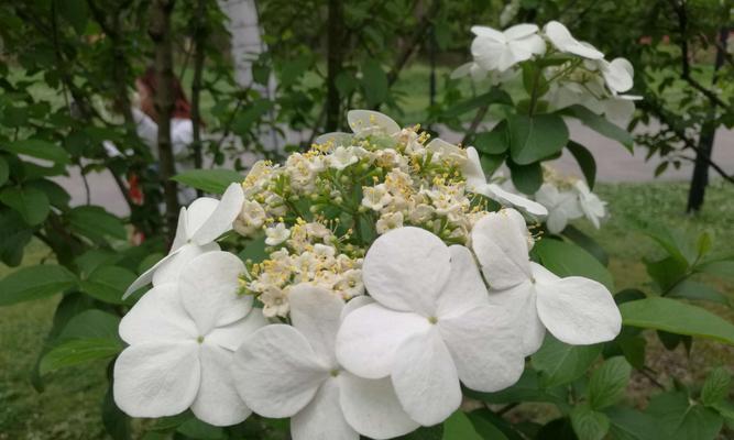 扬州市花琼花的象征与寓意（探寻琼花）