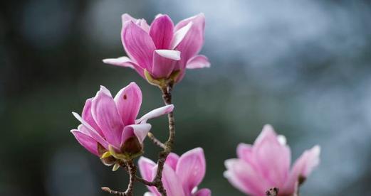 玉兰花的寓意与预兆（一年多次花开）