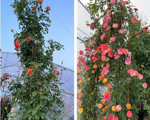 藤本月季花盆种植指南（如何在花盆中种植美丽的藤本月季）