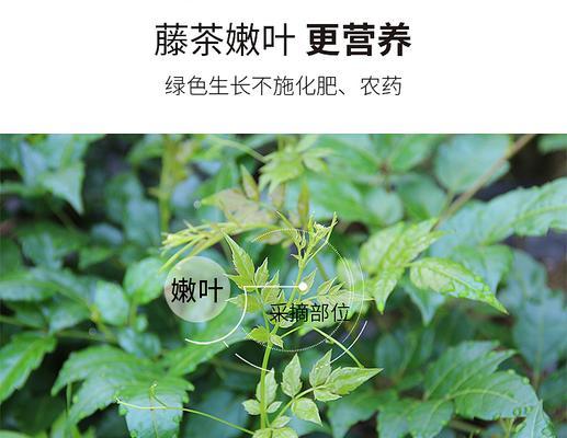 藤茶的采摘时间和收获季节（了解藤茶的采摘和收获季节）