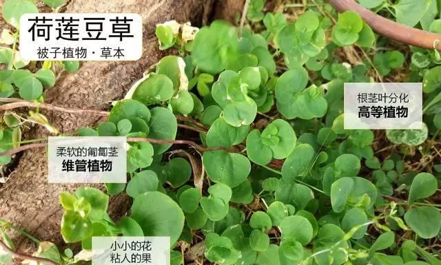 提阿米草与狗尾草的区别（从形态）