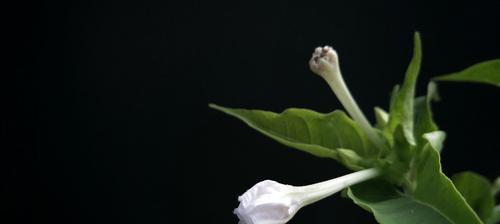 以夜来香的芬芳魅力（沉浸在夜来香的香气中）