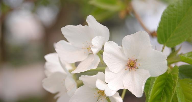 樱桃花（赏樱桃花）