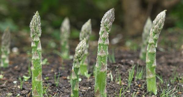 天麻种植全攻略（从季节到技巧）