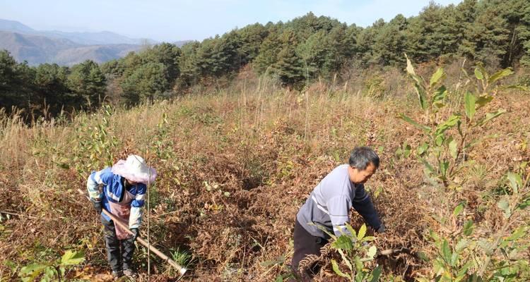 天麻种植的环境与气候条件（如何创建适宜天麻生长的环境及气候条件）