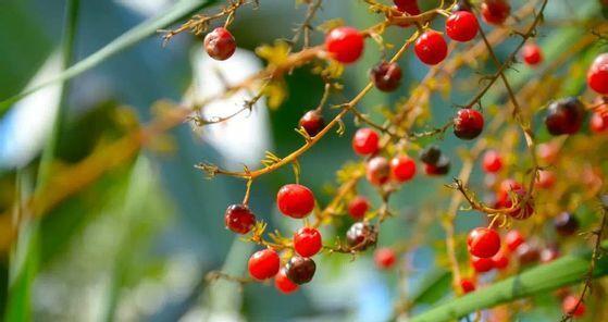 天门冬果实的营养与食用方式（发现亚洲神奇植物的独特美味——天门冬果实）