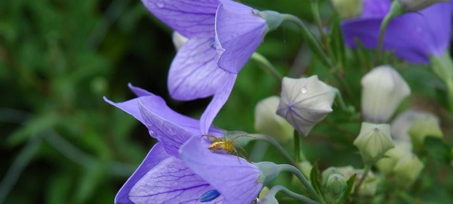 圆叶牵牛花-追求真爱的象征（牵牛花花语解读与传说）