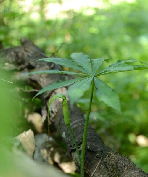 探秘天南星科植物的奇妙世界（神秘的天南星科）