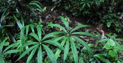 探秘天南星（一种神奇的植物）