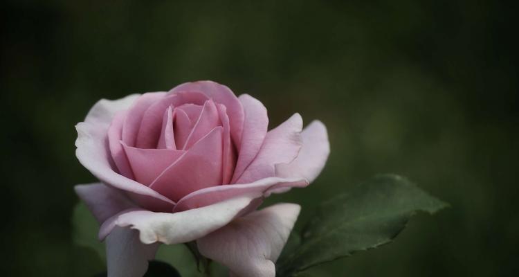 月季花语及象征意义（揭开月季花的神秘面纱）