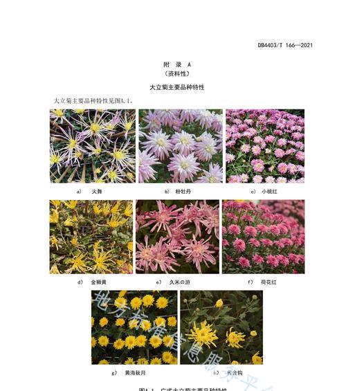 大丽花种植全攻略（时间、方法与管理技术）