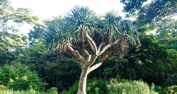 大树下的植物选择（在自然环境中种植适合的植物）