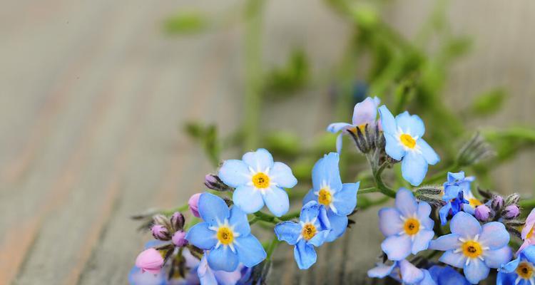 勿忘我花的寓意与意义（探索这朵花背后的意义与象征）