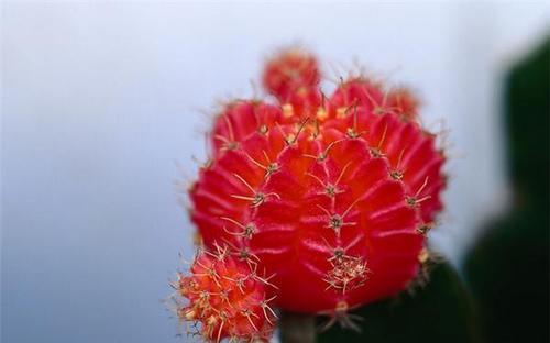 仙人球花语与美丽传说（神秘而美丽的仙人球）