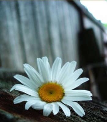 小雏菊的花语与美丽传说（花开如意）