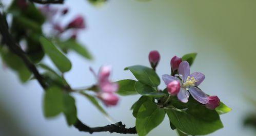 花开春暖，杏花古代别称的花语及寓意（盛世佳期）