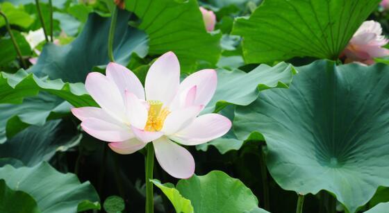 荷花与人生境遇（以荷花寄托人生的坚韧与坦然）