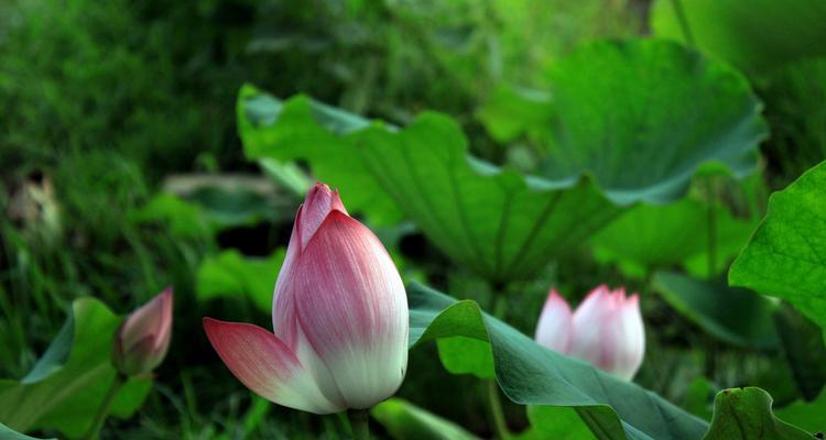 荷花与人生境遇（以荷花寄托人生的坚韧与坦然）