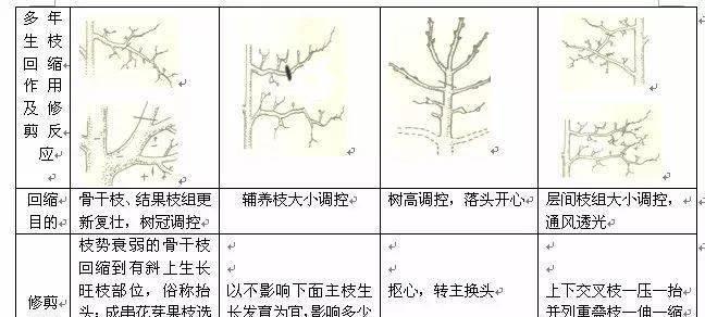 黄杨球修剪全攻略（如何正确修剪黄杨球以获得最佳效果）