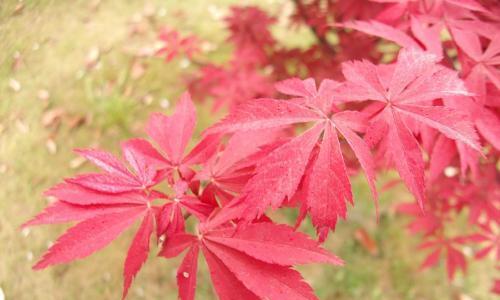 红枫的花语（红枫）