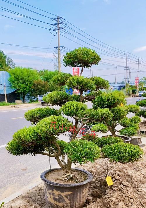 黄杨树的耐寒程度（寒冷地区适合种植的优秀观赏植物）