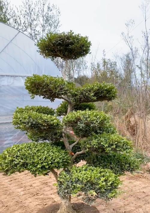 黄杨树的耐寒程度（寒冷地区适合种植的优秀观赏植物）