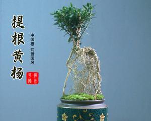 大叶黄杨——它到底喜阴还是喜阳（探讨大叶黄杨的生态环境和适应性）