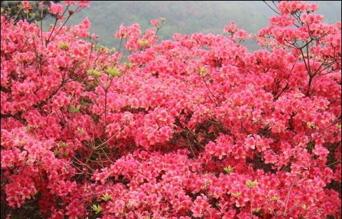 红色杜鹃花的寓意与象征（热情奔放的杜鹃花）