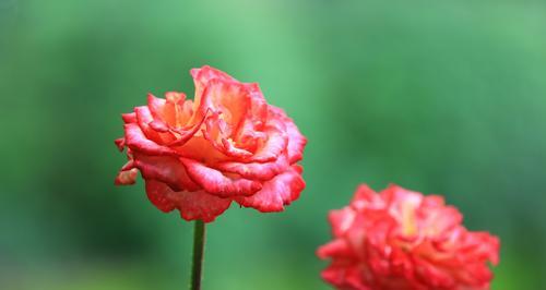 红色月季花语的象征与寓意（红色月季）