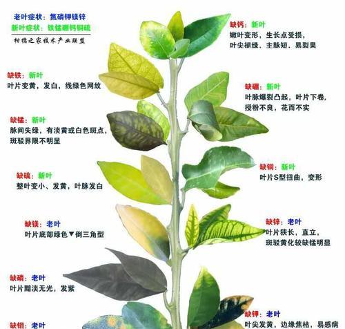 幌伞枫和幸福树的区别（探究两种常见园林树种的异同）