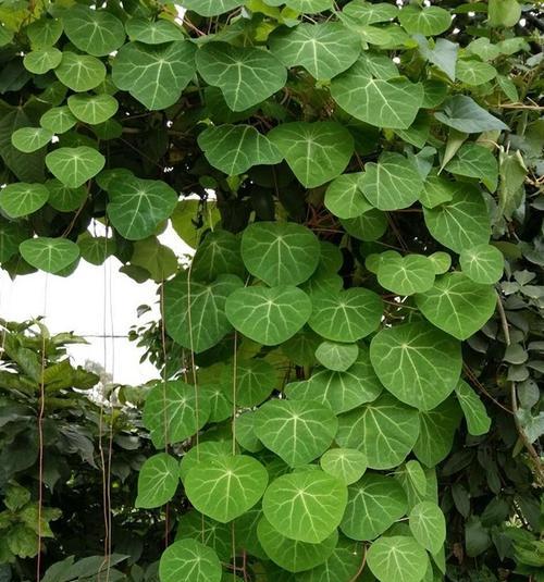 会爬的植物大盘点（探秘植物中的攀爬高手）