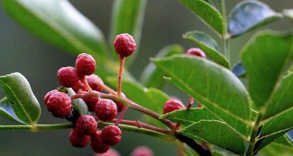 花椒开花的美丽与意义（探秘花椒开花的盛景和传承的文化）