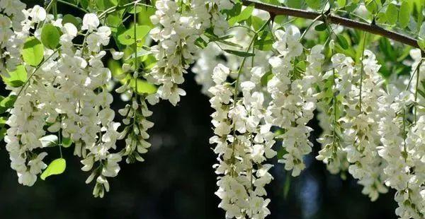 七彩槐花的花语与颜色（揭秘槐花的七种颜色及其象征的花语）