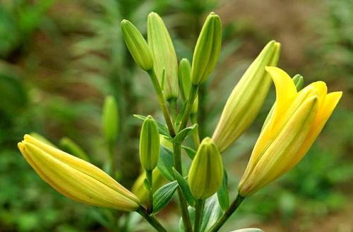 黄百合花的花语和寓意（探索黄百合花的心灵寄托）